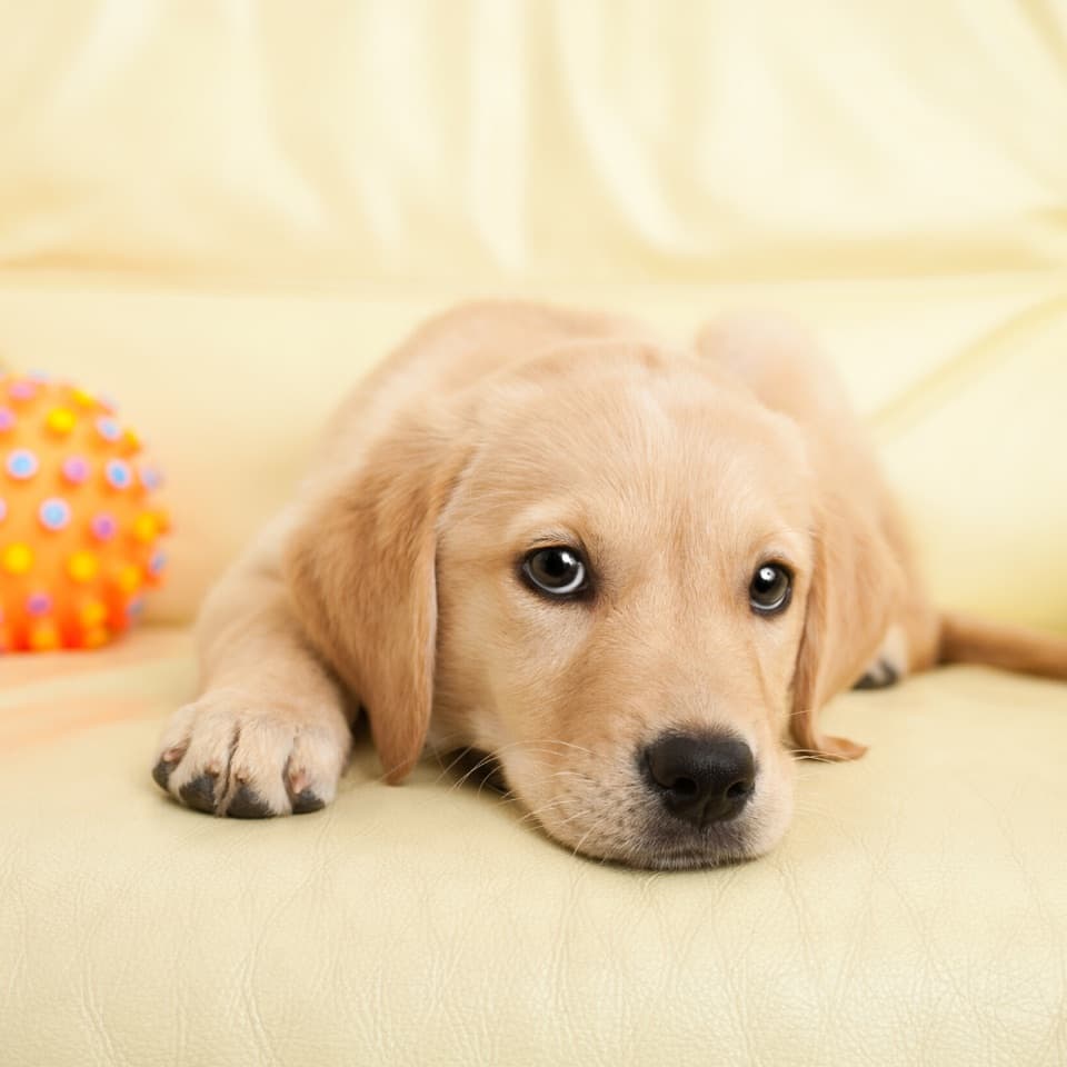 Pet