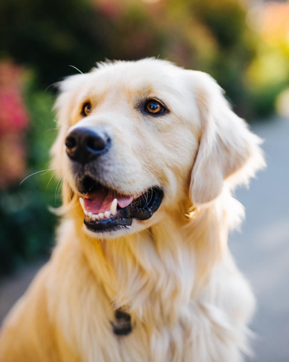 pet image
