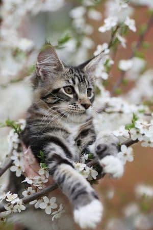pet image